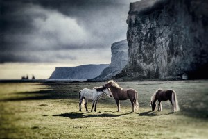 Island_Iceland_Pferde_Harry_Koester_Fotograf_Oldenburg